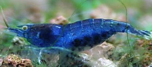Neocaridina sp. - Zwerggarnele blau